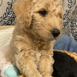 Goldendoodle and Poodle Puppies from Milley’s Poodles and Doodles