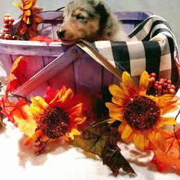 Girl 2 - Collie puppy in Downey, Idaho from Jessica Bischoff