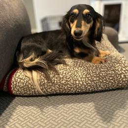 June - Dachshund