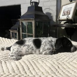 Dachshund Puppies from Jag Fam Dachshunds