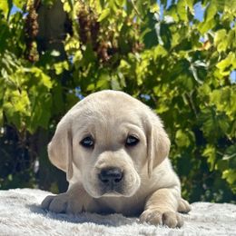 Boy 4 - Yellow male Labrador Retriever puppy in Santa Rosa, California from Legendary Labs of California