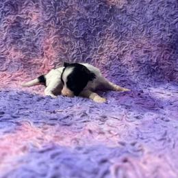 Boy 1 - White and black male Chinese Crested puppy in Auburn, Kansas from TopBrass Kennels