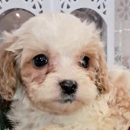 Cavapoos and Cockapoos from Kelley's Goldens Poodles and Doodles