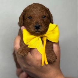Yellow collar - Red  Goldendoodle puppy in Monrovia, California from Fancy Paws Inc