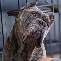 Cane Corso and French Bulldogs from Alasdair