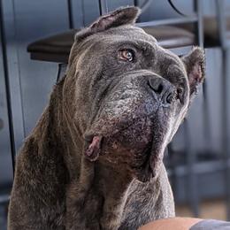 Cane Corso and French Bulldogs from Alasdair
