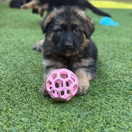 Red - Black and red female German Shepherd puppy in Baldwin, New York from vom Hermes German Shepherds