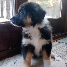 Midnight - Black tri-color male Australian Shepherd puppy in Colfax, Wisconsin from Heart and Solberg Aussies