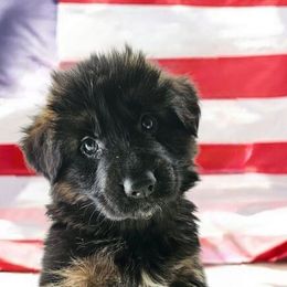 Grey - Black and red male German Shepherd puppy in Newaygo, Michigan from Sterley Shepherds