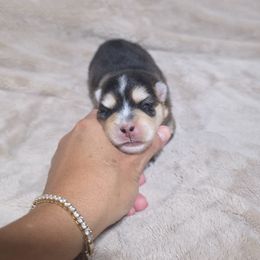 Kira - Tri-color female Pomsky puppy in Hesperia, California from My Pomsky Palace