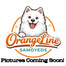 Boy 5 - White male Samoyed puppy in Durant, Oklahoma from OrangeLine Samoyeds