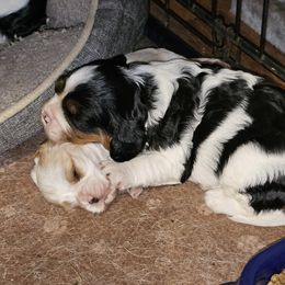 Cavalier King Charles Spaniel Puppies from Critter's Cottage Cavaliers