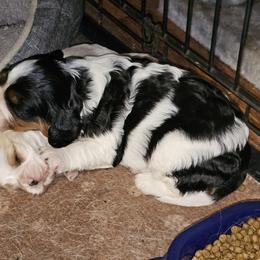 Cavalier King Charles Spaniel Puppies from Critter's Cottage Cavaliers