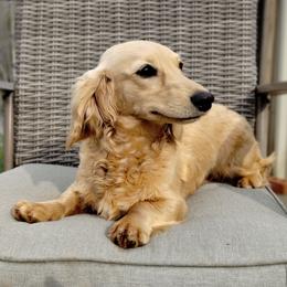Avalene - Dachshund