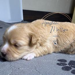 Hermes - Apricot female Maltipoo puppy in Weatherford, Texas from Aprishew Maltipoo