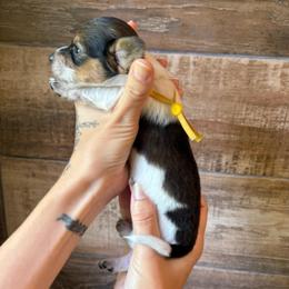Luna - Piebald female Dachshund puppy in Mountain Home, Arkansas from The Teacup Homestead Miniature Dachshunds