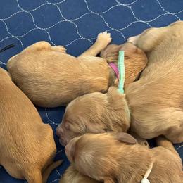 Snow White-Pink - Apricot female Goldendoodle puppy in Bay City, Texas from Charming Doods Goldendoodles