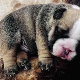 Bulldog Puppies from K&D Bulldogs