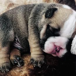 Bulldog Puppies from K&D Bulldogs