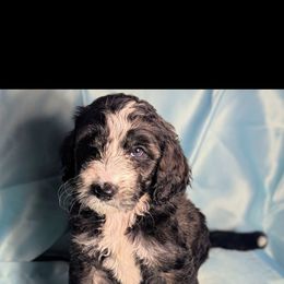 Betsy - Parti female Double Doodle puppy in Rockville, Missouri from Parker's Alpine Sheepadoodles
