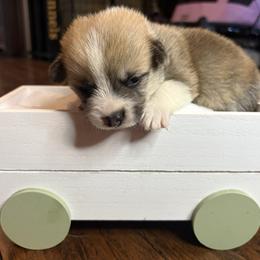 Blue Collar - Red male Pembroke Welsh Corgi puppy in Abingdon, Virginia from Em-K Kennels