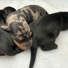 Dachshund Puppies from Perfect Painted