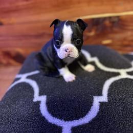 Boston Terrier Puppies from Goshorn Family Bostons and Frenchtons