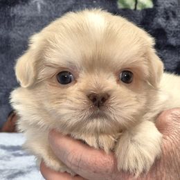 RIPLEY - Liver and white male Shih Tzu puppy in Candler, North Carolina from Pup-Tzu WNC