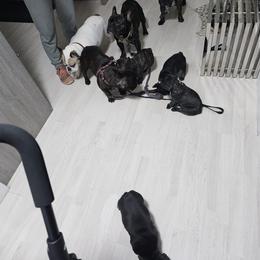 French Bulldog Puppies from Luna and London’s Puppies