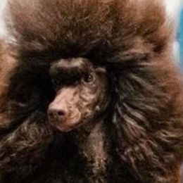 Poodles from Noble Hill Standard Poodles