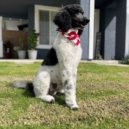 Aussiedoodles, Goldendoodles, and Labradoodles from Patriot Family Paws