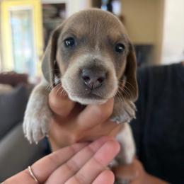 Winston - Piebald male Dachshund puppy in Fruita, Colorado from M & M Breeding