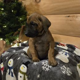 Germain Multi Orange Collar - Rd whtn blk nose female Rhodesian Ridgeback puppy in Gaffney, South Carolina from Circle D Farms