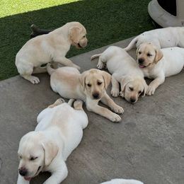 Puppy boy - Yellow Labrador Retriever puppy in Riverside, California from Harlow’s Labrador Retrievers