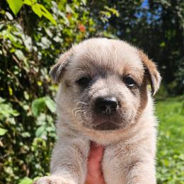 Red female 3 - Red speckled female Australian Cattle Dog puppy in Dalton, Pennsylvania from Whiteduck Mountain Kennel AKC Australian Cattle Dogs and Windy Hill Acres Kennel LLC AKC Fox Red Labrador Retrievers