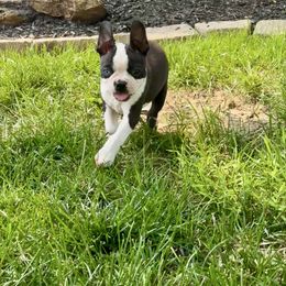 Duncan - Black and white male Boston Terrier puppy in Belleville, Missouri from Belleville Bostons
