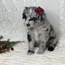 Aussiedoodle Puppies from Silva Ranch Doodles