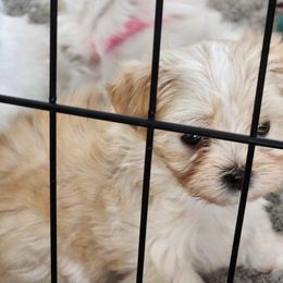 Maltese Puppies from My Precious pups