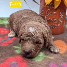 Fuzzy - Apricot male Goldendoodle puppy in Neillsville, Wisconsin from Granton Creek