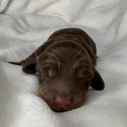 Truffle - Chocolate and cream female Dachshund puppy in Tulare, California from Dreamy Creamies