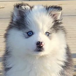 Boy 2 - Gray and white male Pomsky puppy in Tennessee from Hudson’s Huskies & Pomskies