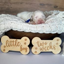 Blue Boy - Cream male Goldendoodle puppy in Lowville, New York from DM Hilltop FURfamily