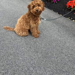 Bernedoodle and Goldendoodle All Grown Up from Stony Meadow Puppies