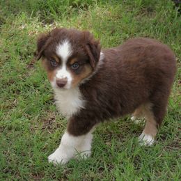 Trec - Red tri-color male Australian Shepherd puppy in Ranger, Texas from Outback Mini Aussies