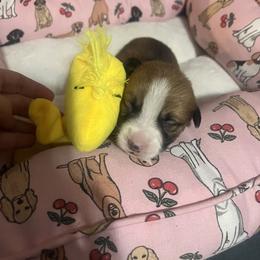 Girl 4 - female Pembroke Welsh Corgi puppy in New Waverly, Texas from Corgie & Cream Paradise