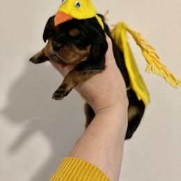 "Sunny the chicken " Cavalier King Charles Spaniel Puppies from Colorful Cavaliers