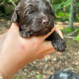 Reese - Chocolate female Goldendoodle puppy in New Ringgold, Pennsylvania from Hawk Mountain Doodles