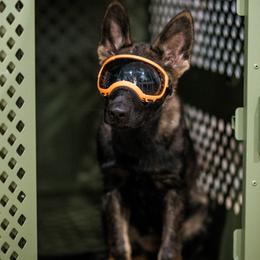 German Shepherd Puppies from Vom Rindahaus Shepherds