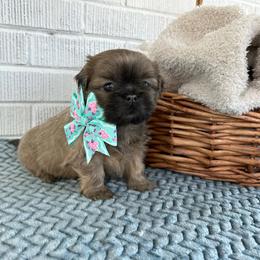 Shih Tzu Puppies from Trinity Shih Tzu
