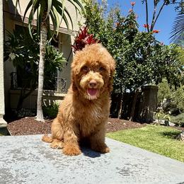 Gitl 2 - Phantom male Poodle puppy in San Diego, California from Goldendoodles & Poodles of San Diego